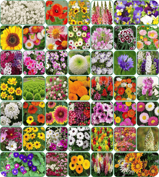 100 Flower Seeds Pack + Free Plant Supplement